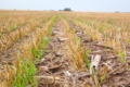 Кіровоградський аграрій буде економити насіння зерна і добрива