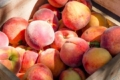 Туреччина стала провідним експортером персиків та нектаринів