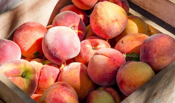 Туреччина стала провідним експортером персиків та нектаринів