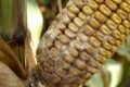 Найбільшої шкоди пліснявіння кукурудзи завдає у північних областях