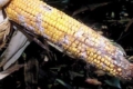 На незібраних площах розвиваються хвороби качанів кукурудзи