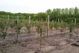 Мінекономіки погодило перші у 2026 році гранти для садів і теплиць