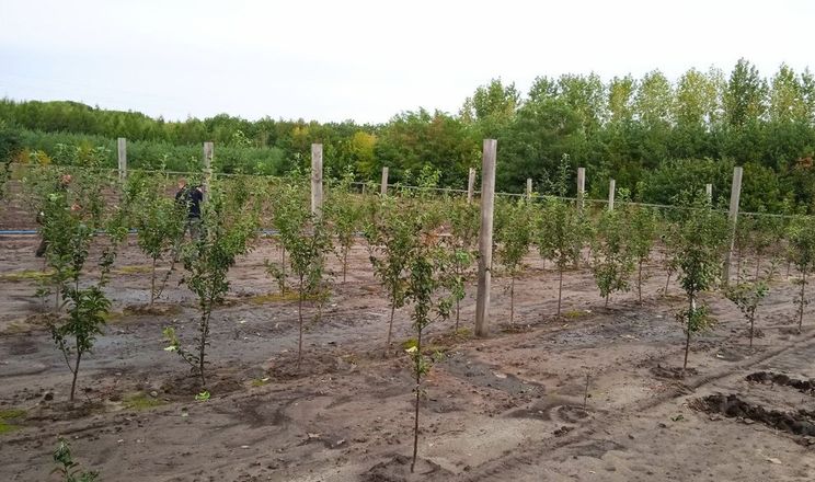 Мінекономіки погодило перші у 2026 році гранти для садів і теплиць - AgroTimes