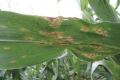 До 20% посівів кукурудзи на Одещині пошкоджено гельмінтоспоріозом