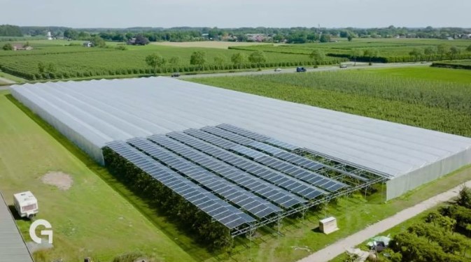 У Нідерландах пробують вирощувати черешні під сонячними панелями