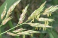 На Одещині в імпортному вантажі рису виявили карантинний організм