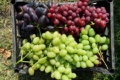 Експерт порадив вирощувати столовий виноград в центральних областях 