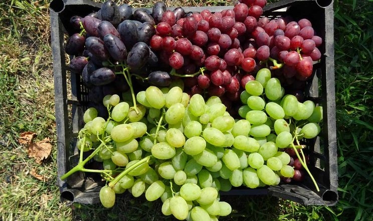 Експерт порадив вирощувати столовий виноград в центральних областях 