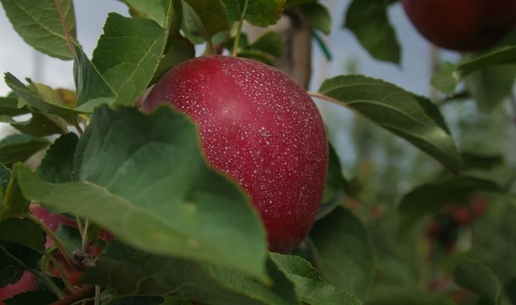 Полтавські яблука від сонячних опіків захищають каоліновою глиною