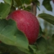 Обприскування каоліном покращує забарвлення яблук
