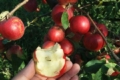 Закарпатські органічні яблука пропонують самозбором