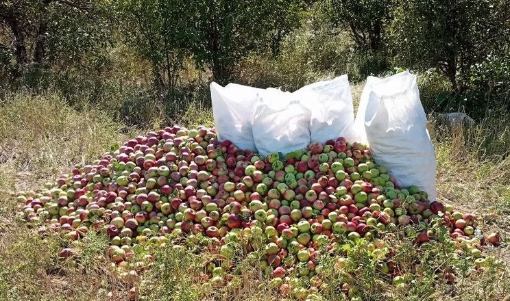 У Новій Празі зібрали яблука на сік для захисників