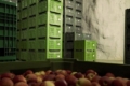 Для економії електроенергії садівники зберігають яблука в печерах