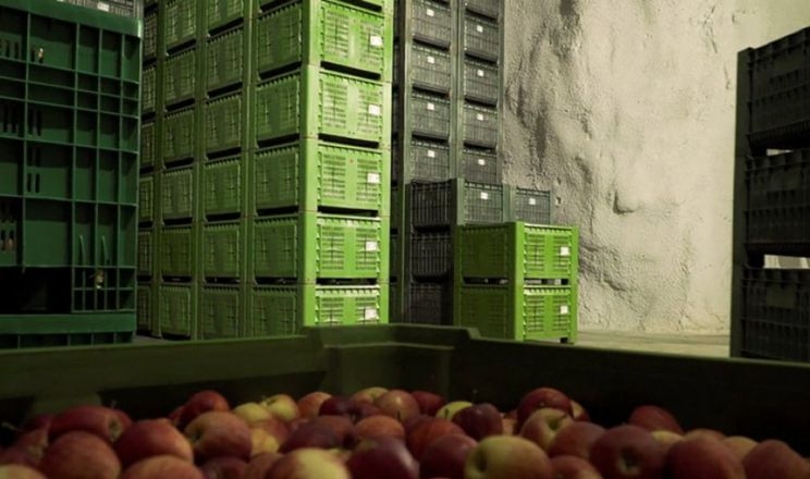 Для економії електроенергії садівники зберігають яблука в печерах