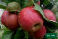 Нові європейські сорти яблук внесуть до реєстру України