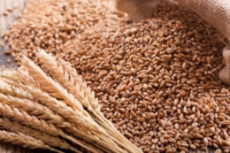 До 5% насіння ярих зернових на Тернопільщині уражене збудниками хвороб