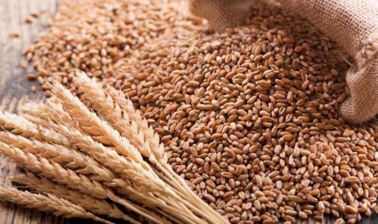 Британські вчені виявили новий ген пшениці