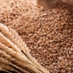 ФАО надасть українським фермерам насіння ярої пшениці