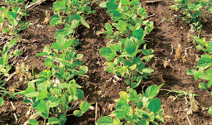 Наукова сівозміна - AgroTimes