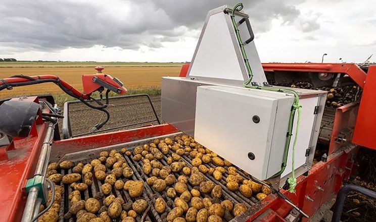 У Нідерландах урожай насіннєвої картоплі визначають по фото