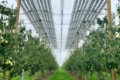 Сонячні панелі над садами можуть давати дохід до 8 тис. євро/га на рік