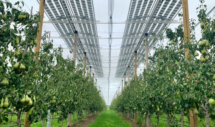 Сонячні панелі над садами можуть давати дохід до 8 тис. євро/га на рік