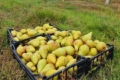 Фермери на Київщині запрошують збирати груші самостійно