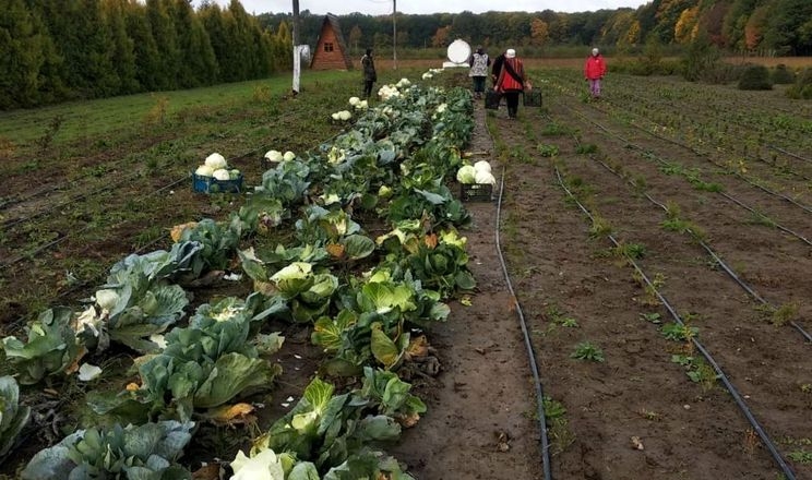 В одному з лісгоспів Хмельниччини зібрали 24 т овочів для ЗСУ
