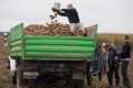 У білорусі на збирання овочів залучають бюджетників