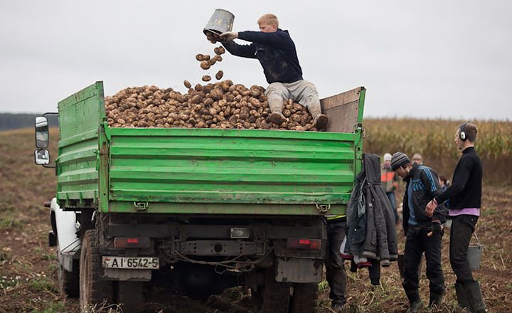 У білорусі на збирання овочів залучають бюджетників