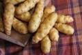 В Канаді виростили древній сорт картоплі