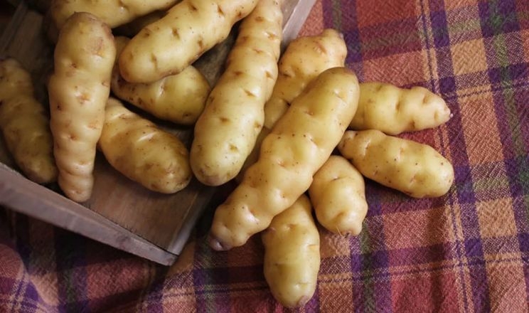 В Канаді виростили древній сорт картоплі