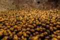 У Польщі отримали менший, ніж торік урожай картоплі
