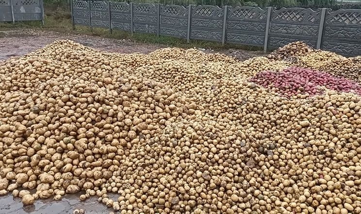 Чернігівський фермер роздає посадкову картоплю безкоштовно
