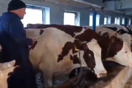 Серед ветпрепаратів, рекомендованих до реєстрації, 64% ‒ українські