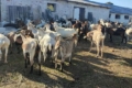 Фермер з Донеччини евакуював 150 кіз на Волинь 