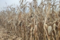 На Харківщині в полях лишається до 70% урожаю кукурудзи