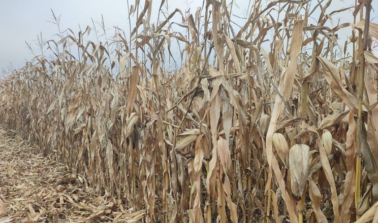 ФГ «Соната» на Чернігівщині скоротить площі під кукурудзою щонайменше на 50%