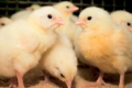ФАО оголошує тендери на закупівлю курчат і комбікормів для птиці