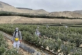 Лохину вирощують у пустелі на узбережжі Перу