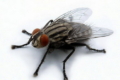 Боротьба з летючими комахами у тваринницьких приміщеннях ефективна в повітрі