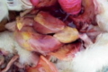 Які патолого-анатомічні зміни у хворої на колібактеріоз птиці