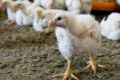 Патогенез Е-вірусного гепатиту у птиці достеменно не вивчений