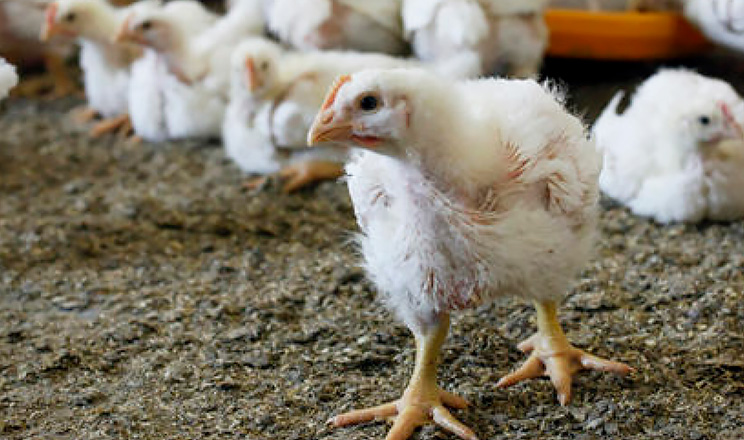 Для хорошого старту треба давати курчатам препарат, що сприяє стабілізації мікрофлори ШКТ, пригнічує ріст і розвиток патогенних бактерій