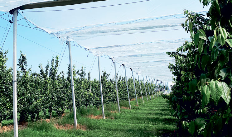 Очікування навіть від найкращого посадкового матеріалу можуть не виправдатися, якщо не подумати про систему захисту дерев від дощу