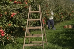 У Квасах на Закарпатті роздадуть саджанці яблунь