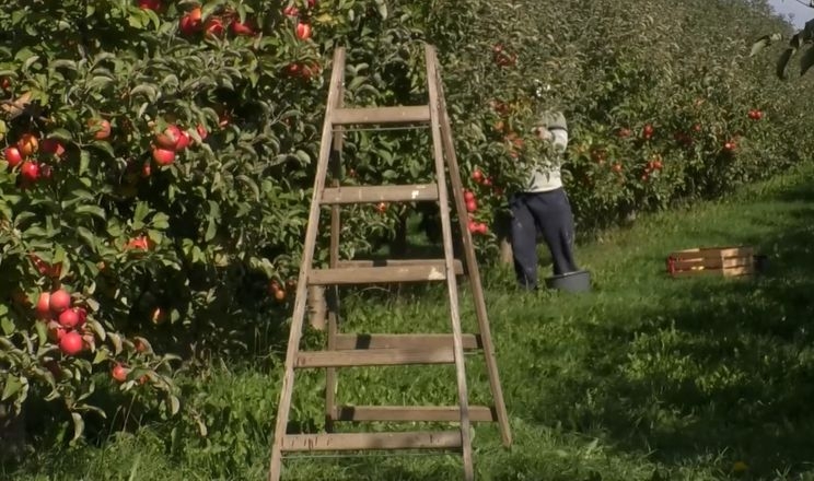 Збирачів яблук на Буковині мотивують рейтингами та оприлюдненням зарплат