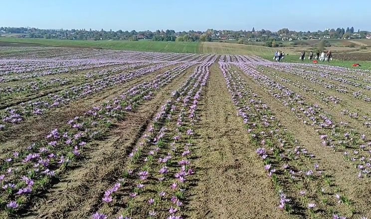 На Волині збирають урожай шафрану