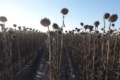 Як на урожайність ранньостиглого гібрида соняшнику впливає густота сівби