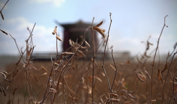 Як господарство «Агробуд» на Вінниччині заощадило на вирощуванні сої